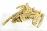 Miniature Fossil Cluster with Spiny Urchin (Polydiadema) - France #254740-2